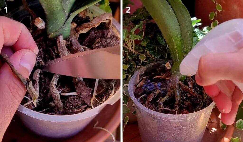 Descubrid El Secreto De Cómo Hacer Florecer Vuestras Orquídeas Con Estos Trucos Infalibles