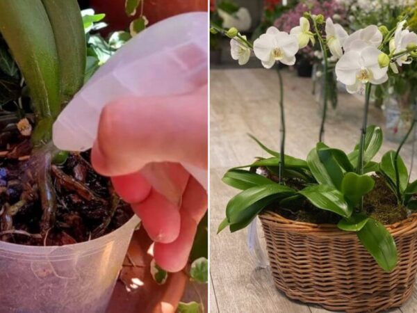 ¡AQUÍ EL SECRETO PARA HACER FLORECER ORQUÍDEAS!