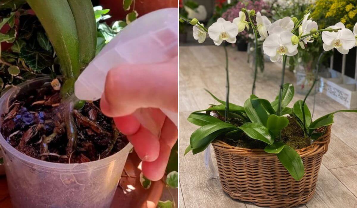 ¡AQUÍ EL SECRETO PARA HACER FLORECER ORQUÍDEAS!