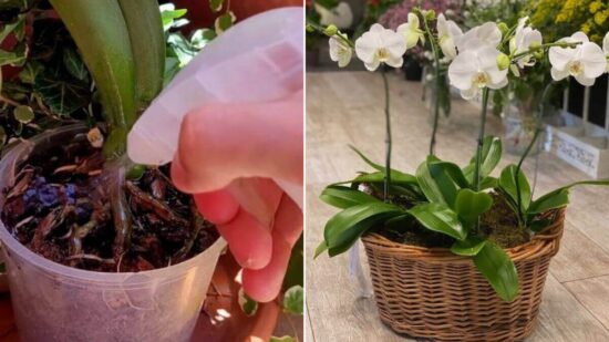 Aquí Tenéis El Secreto De Cómo Hacer Florecer Las Orquídeas Como Un Experto