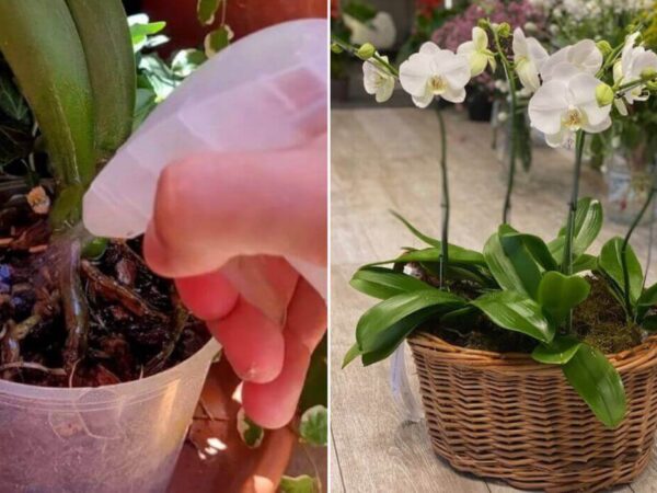 Aquí Tenéis El Secreto De Cómo Hacer Florecer Las Orquídeas Como Un Experto