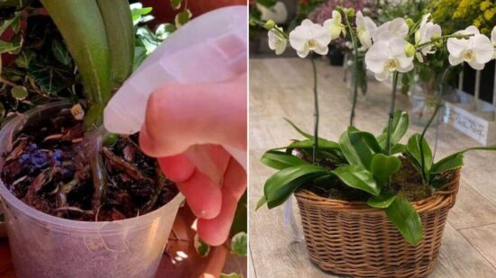 Aquí Tenéis El Secreto De Cómo Hacer Florecer Las Orquídeas Como Un Experto