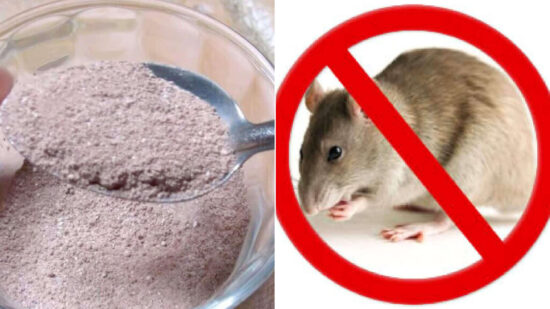 Aprended Cómo Eliminar Ratones Sin Trampas. ¡Súper Fácil!