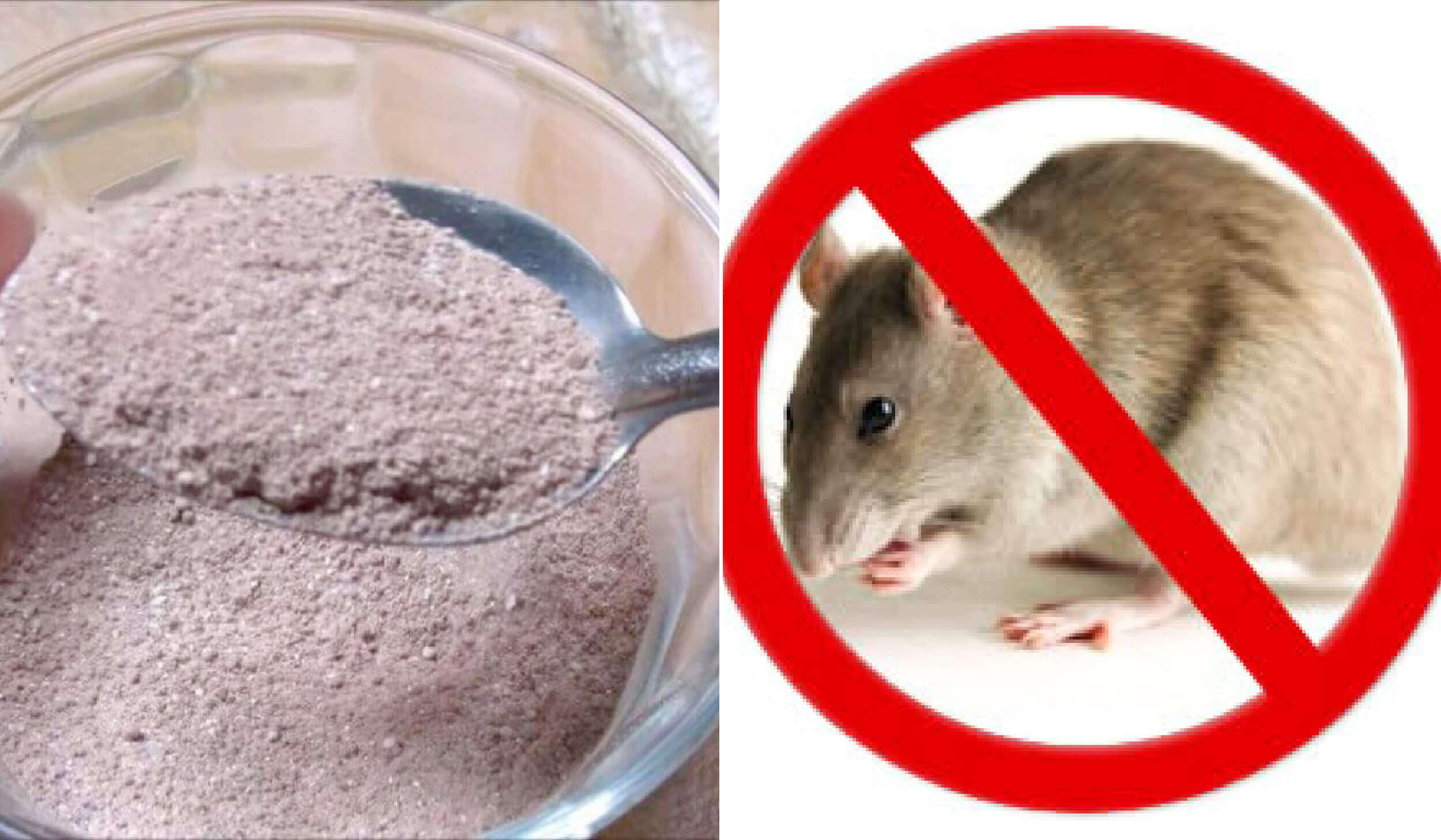 Aprended Cómo Eliminar Ratones Sin Trampas. ¡Súper Fácil!