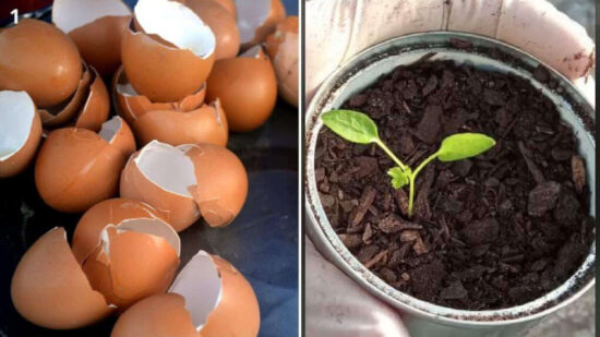 No Tiréis Nada: Cáscaras De Huevo, El Secreto Para Plantas Sanas