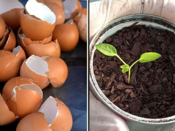 No Tiréis Nada: Cáscaras De Huevo, El Secreto Para Plantas Sanas