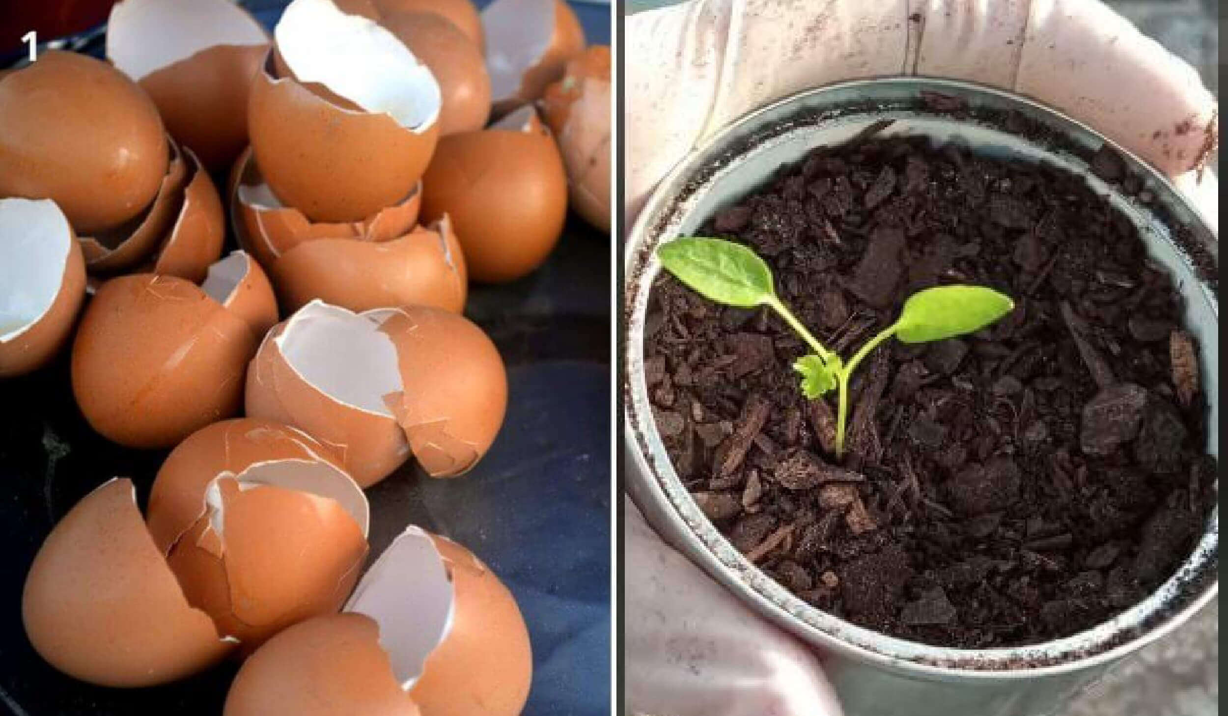 No Tiréis Nada: Cáscaras De Huevo, El Secreto Para Plantas Sanas