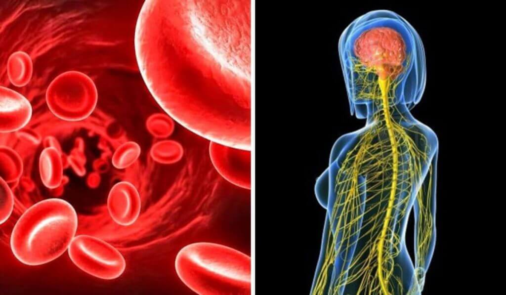 Cultivad Lengua de Suegra: fuente de vitaminas esenciales para el sistema nervioso y sanguíneo.