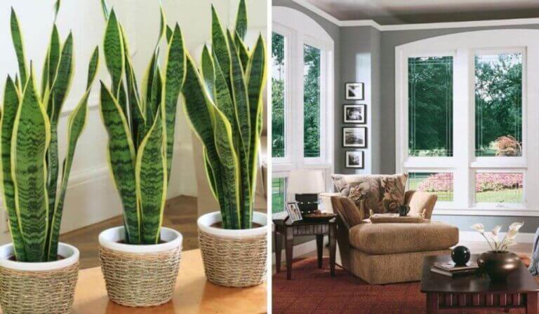Decoración natural: plantas purificadoras para un hogar más fresco y acogedor.