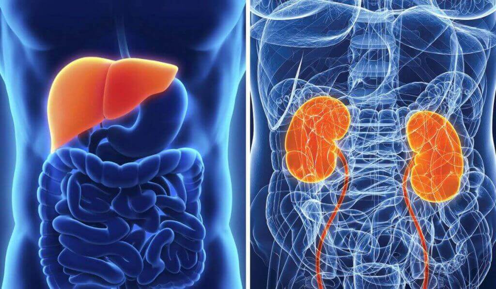 Cultivad Lengua de Suegra: depurativa natural para el hígado y el buen funcionamiento renal.