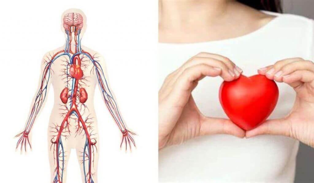 Cultivad Lengua de Suegra: para mejorar vuestra salud cardiovascular y bienestar.