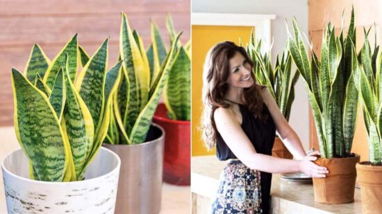 ¡No Lo Sabíais! Cultivad Lengua De Suegra, Una Planta Que Vale Oro