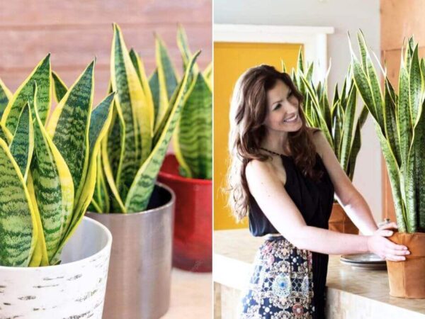 ¡No Lo Sabíais! Cultivad Lengua De Suegra, Una Planta Que Vale Oro
