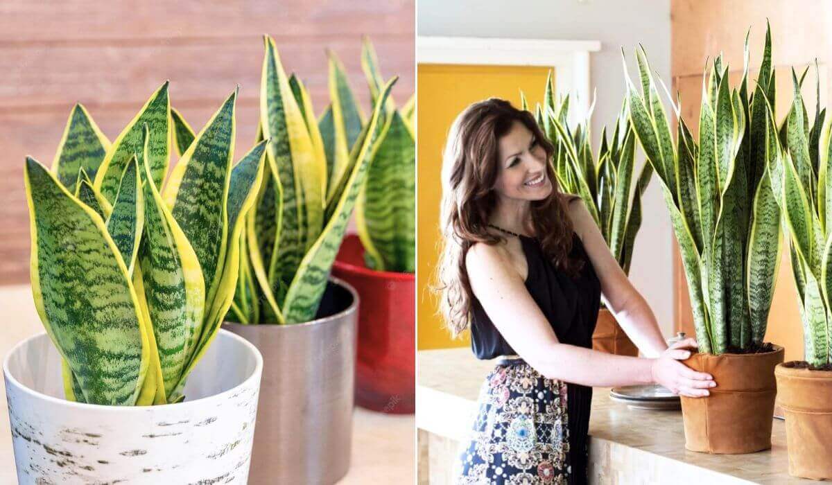 ¡No Lo Sabíais! Cultivad Lengua De Suegra, Una Planta Que Vale Oro